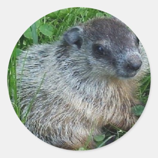 Babygroundhog Runder Aufkleber (Vorderseite)