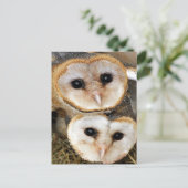 Babyhähne Postkarte (Stehend Vorderseite)