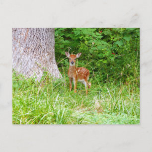 Babyhirsch im Wald Naturfotografie Postkarte