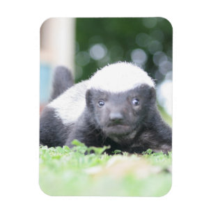 Babyhonigausweis auf grünem Grasfoto Magnet