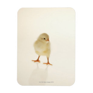 Babyhuhn Magnet