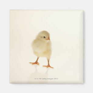 Babyhuhn Magnet