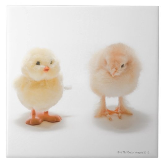 Babyhuhn und mechanisches Huhn des Fakes Fliese (Vorderseite)