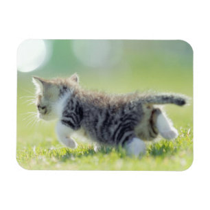 Babykatze, die auf Grasfeld läuft Magnet