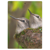 Babykolibris Klemmbrett (Rückseite)