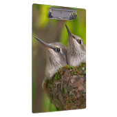 Babykolibris Klemmbrett (Rechts)