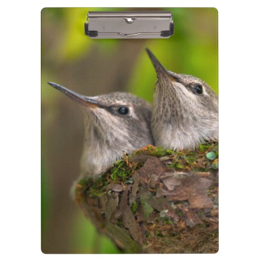 Babykolibris Klemmbrett (Vorderseite)