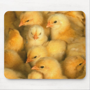 Babyküken Mousepad