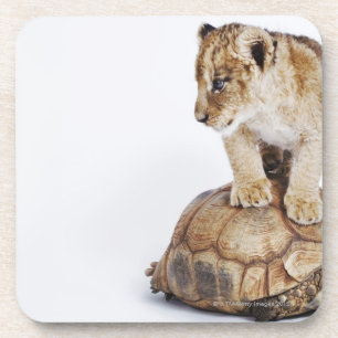 Babylöwe stehend auf Schildkröte, weißer Getränkeuntersetzer