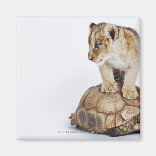 Babylöwe stehend auf Schildkröte, weißer Magnet