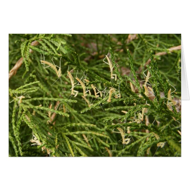 BabyMantis ~ Karte (Vorderseite (Horizontal))