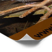 Babyopossum Poster (Ecke)