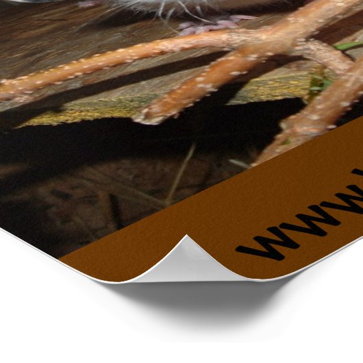 Babyopossum Poster (Ecke)