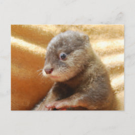 Babyotter Pup Post Card Postkarte