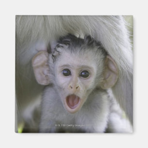 Babypavian unter seine Mutter Magnet