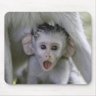 Babypavian unter seine Mutter Mousepad