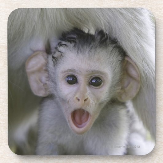 Babypavian unter seine Mutter Untersetzer (Vorderseite)