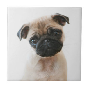 Babyportrait Mops Fliese