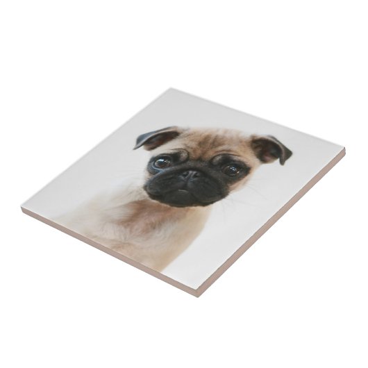 Babyportrait Mops Fliese (Seite)