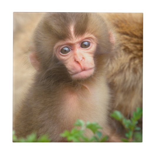 Babyportrait "Snow Monkey" Fliese (Vorderseite)