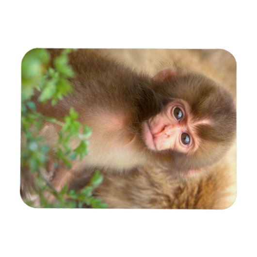 Babyportrait "Snow Monkey" Magnet (Horizontal)
