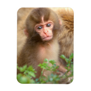 Babyportrait "Snow Monkey" Magnet