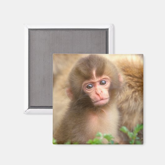 Babyportrait "Snow Monkey" Magnet (Vorderseite/Rückseite)