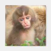 Babyportrait "Snow Monkey" Magnet (Vorne)