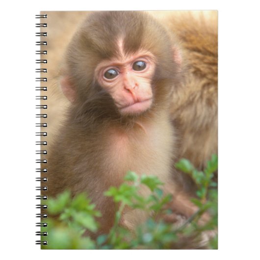 Babyportrait "Snow Monkey" Notizblock (Vorderseite)