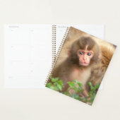 Babyportrait "Snow Monkey" Planer (Anzeige)