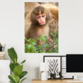 Babyportrait "Snow Monkey" Poster (Heimbüro)