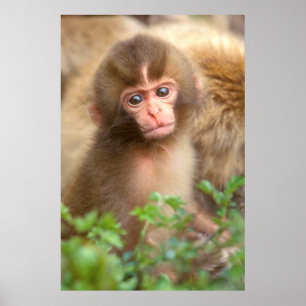 Babyportrait "Snow Monkey" Poster