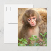 Babyportrait "Snow Monkey" Postkarte (Vorne/Hinten)
