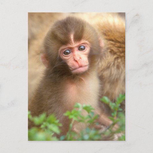 Babyportrait "Snow Monkey" Postkarte (Vorderseite)