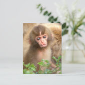 Babyportrait "Snow Monkey" Postkarte (Stehend Vorderseite)