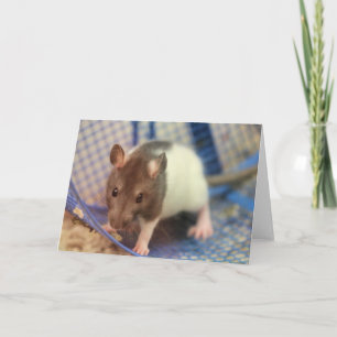 Babyratte Karte