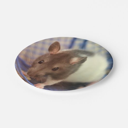 Babyratte Pappteller (Schrägansicht)