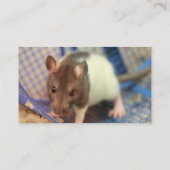 Babyratte Visitenkarte (Rückseite)