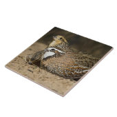 Babys von Bobwhite aus dem Nordwesten am Teich zum Fliese (Seite)