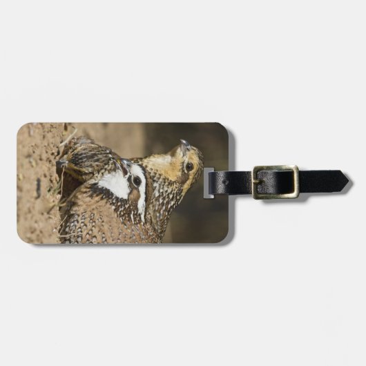 Babys von Bobwhite aus dem Nordwesten am Teich zum Gepäckanhänger (Vorderseite horizontal)