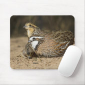 Babys von Bobwhite aus dem Nordwesten am Teich zum Mousepad (Mit Mouse)