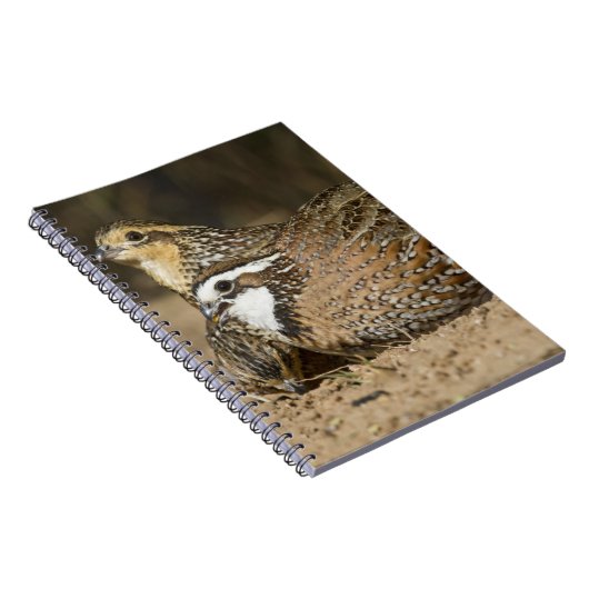 Babys von Bobwhite aus dem Nordwesten am Teich zum Notizblock (Rechte Seite)