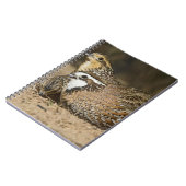 Babys von Bobwhite aus dem Nordwesten am Teich zum Notizblock (Linke Seite)