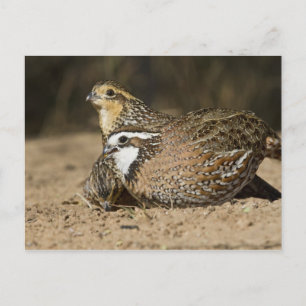 Babys von Bobwhite aus dem Nordwesten am Teich zum Postkarte