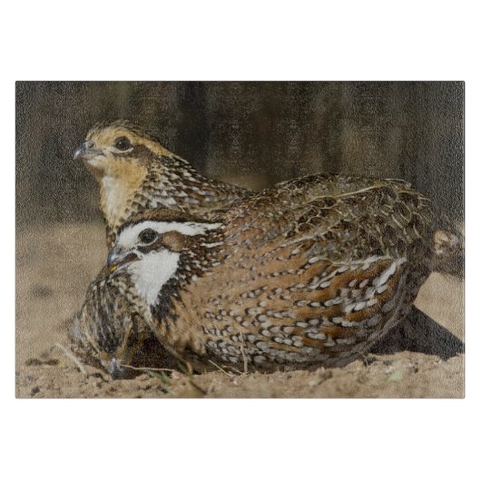 Babys von Bobwhite aus dem Nordwesten am Teich zum Schneidebrett (Vorderseite)