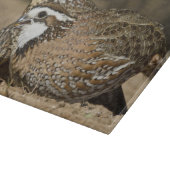 Babys von Bobwhite aus dem Nordwesten am Teich zum Schneidebrett (Ecke)