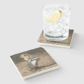 Babys von Bobwhite aus dem Nordwesten am Teich zum Steinuntersetzer (Seitenansicht)