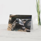 Babyschildkrötengrüßkarte (Glückwunsch) Karte (Vorderseite)