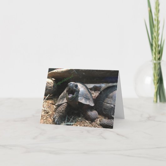 Babyschildkrötennotecard (Glückwunsch) Karte (Vorderseite)