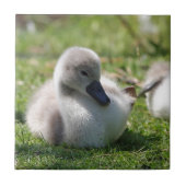 Babyschwan Fliese (Vorderseite)